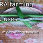 Okra farming