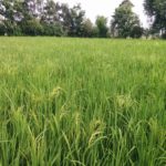rice field starting tillering