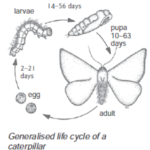 life cycle of caterpillar