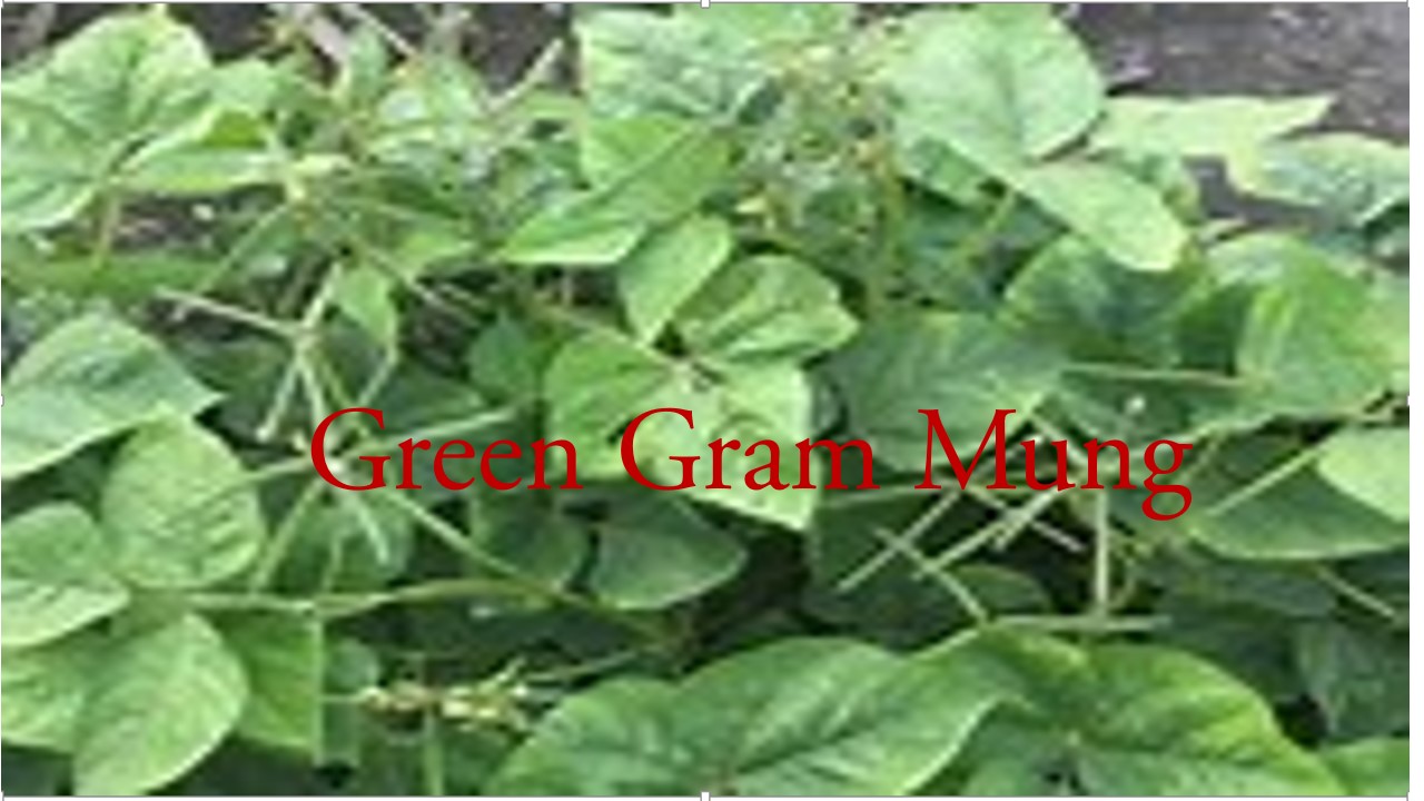 green gram mung plant with flowering