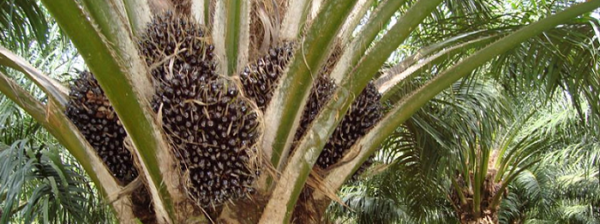 India Going for Big Boost in Palm Oil Production - MyKnowledgeBase.in