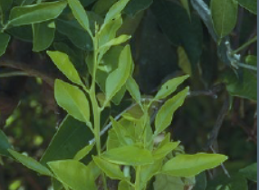 N deficiency on older leaves